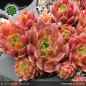 Preview: Sempervivum 'Feueropal'