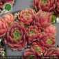 Preview: Sempervivum 'Feueropal'