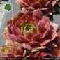 Preview: Sempervivum 'Feueropal'