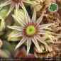 Preview: Sempervivum 'Feueropal'