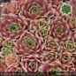 Preview: Sempervivum 'Feueropal'