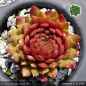 Preview: Sempervivum 'Feuerrad'