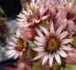 Preview: Blüten, aufgenommen am 27.6.2012