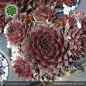 Preview: Sempervivum 'Flammenschwert'