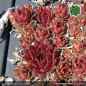 Preview: Sempervivum 'Flammenschwert'