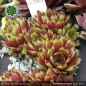 Preview: Sempervivum 'Flammenschwert'