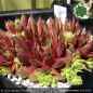 Preview: Sempervivum 'Flammenschwert'