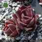 Preview: Sempervivum 'French Kiss'