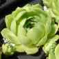 Preview: aufgenommen am 13.6.2013