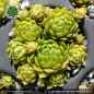 Preview: Sempervivum globiferum 'Moonstone'