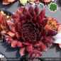 Preview: Sempervivum 'Gabrielle'