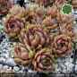 Preview: Sempervivum 'Galadriel'