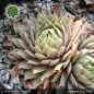 Preview: Sempervivum 'Galadriel'