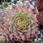 Preview: Sempervivum 'Galadriel'