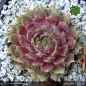 Preview: Sempervivum 'Galadriel'