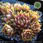 Preview: Sempervivum 'Galadriel'