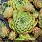 Preview: Sempervivum 'Geralt'