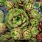 Preview: Sempervivum 'Geralt'