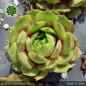 Preview: Sempervivum 'Geralt'