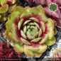 Preview: Sempervivum 'Geralt'