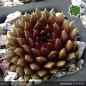 Preview: Sempervivum 'Goldschatz'