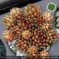 Preview: Sempervivum 'Goldschatz'