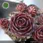 Preview: Sempervivum 'Gugelhupf'