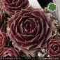 Preview: Sempervivum 'Gugelhupf'