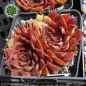 Preview: Sempervivum heuffelii 'Balin'