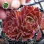 Preview: Sempervivum heuffelii 'Balin'