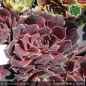 Preview: Sempervivum heuffelii 'Barat'