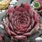 Preview: Sempervivum heuffelii 'Be Mine'