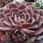 Preview: Sempervivum heuffelii 'Blue Clown'