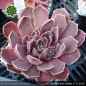 Preview: Sempervivum heuffelii 'Blue Clown'