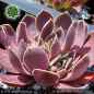 Preview: Sempervivum heuffelii 'Blue Clown'