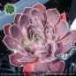 Preview: Sempervivum heuffelii 'Blue Clown'