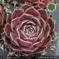 Preview: Sempervivum heuffelii 'Bolero'