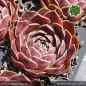 Preview: Sempervivum heuffelii 'Bolero'