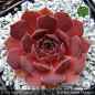 Preview: Sempervivum heuffelii 'Brooke'