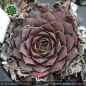 Preview: Sempervivum heuffelii 'Brooke'