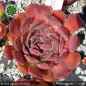 Preview: Sempervivum heuffelii 'Brooke'