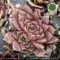 Preview: Sempervivum heuffelii 'Carl von Linné'