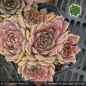 Preview: Sempervivum heuffelii 'Carl von Linné'