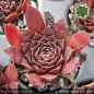 Preview: Sempervivum 'Cassidy'
