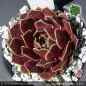 Preview: Sempervivum 'Cassidy'