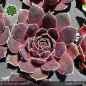 Preview: Sempervivum heuffelii 'Cerise'