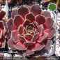Preview: Sempervivum heuffelii 'Cerise'