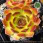 Preview: Sempervivum heuffelii 'Cheese Fever'