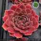 Preview: Sempervivum heuffelii 'Cherry Glow'