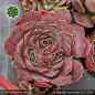 Preview: Sempervivum heuffelii 'Coral Reef'